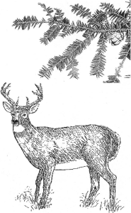 S8deer