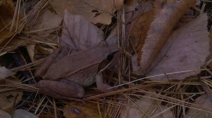 Wood frog