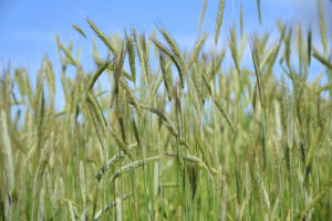 Rye fields.