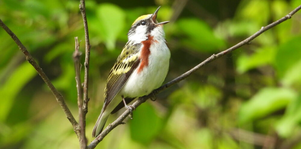 Groton Conservation Trust